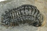 Detailed Crotalocephalina Trilobite - Atchana, Morocco #322281-2